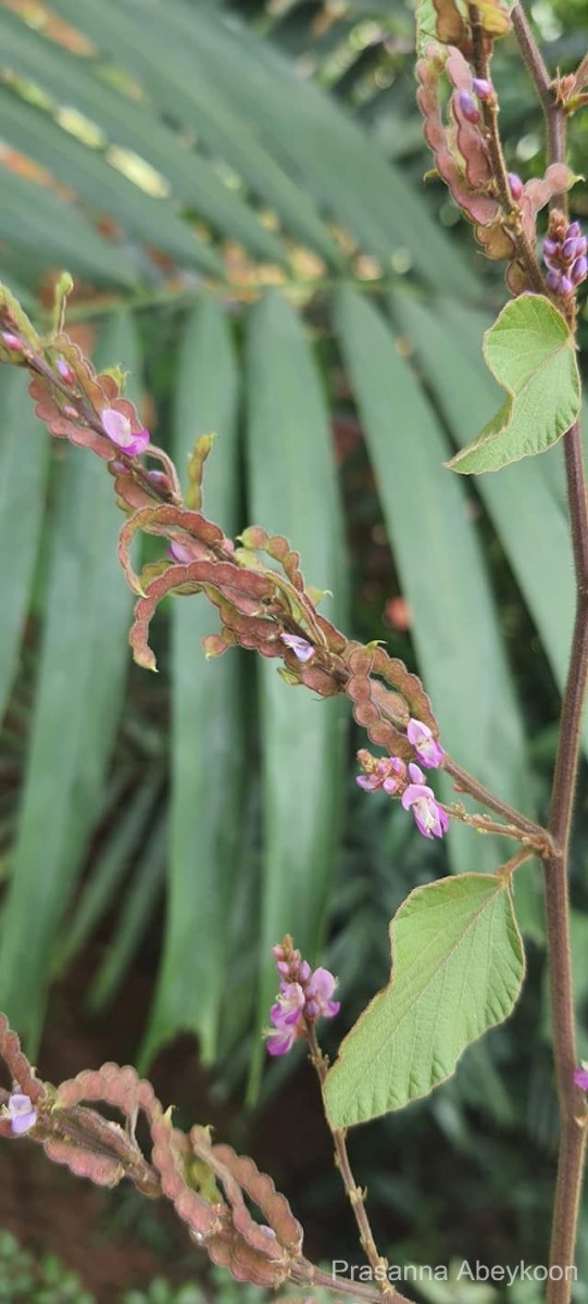 Polhillides velutina (Willd.) H.Ohashi & K.Ohashi